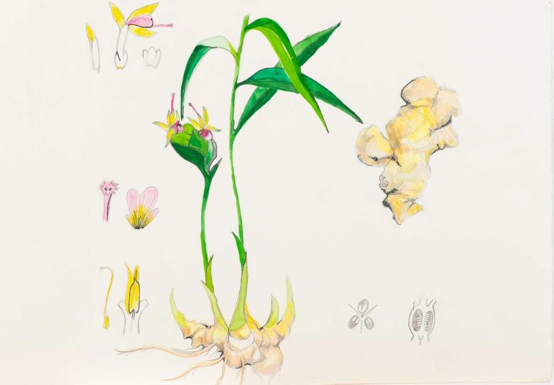 Plant Study. Gouache and ink on art paper, 13.2x19in - 33.5x48cm. Fig. 058